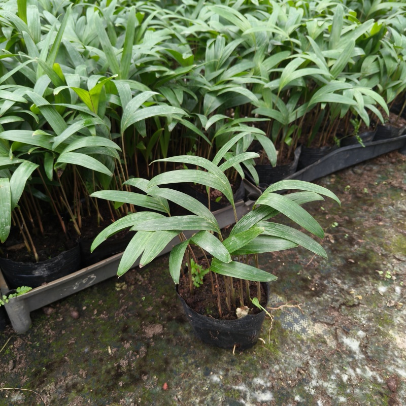 紫花假槟榔苗棕榈科园林绿化树苗四季常青美观
