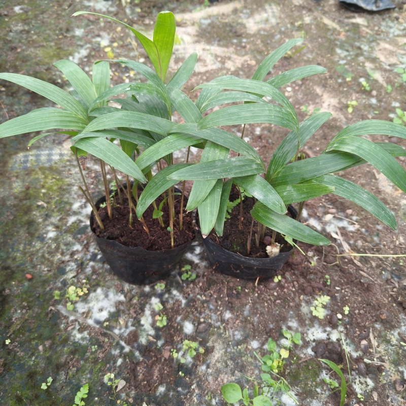 紫花假槟榔苗棕榈科园林绿化树苗四季常青美观