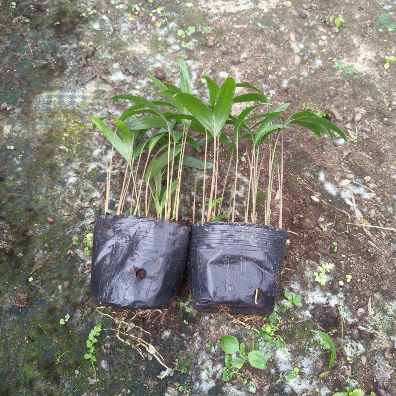 紫花假槟榔苗棕榈科园林绿化树苗四季常青美观