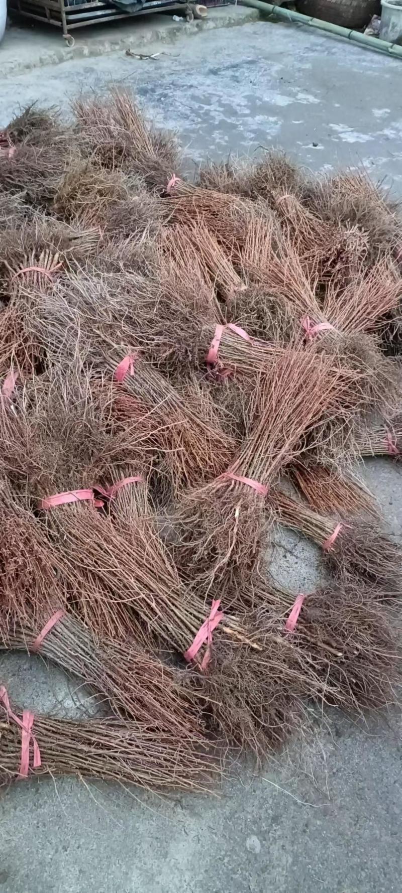 （精品）水杉水杉苗大量上货可视频看货欢迎订购
