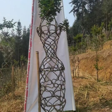 紫薇花瓶基地直发价格美丽需要的老板欢迎来电