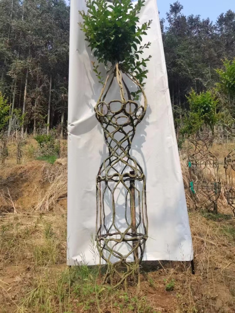 紫薇花瓶基地直发价格美丽需要的老板欢迎来电
