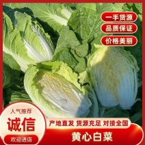吉林白城黄心白菜4一5一6斤大量上市净菜上车供应全国