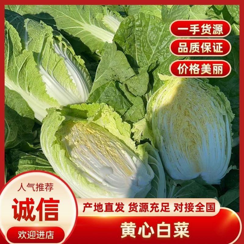 吉林白城黄心白菜4一5一6斤大量上市净菜上车供应全国