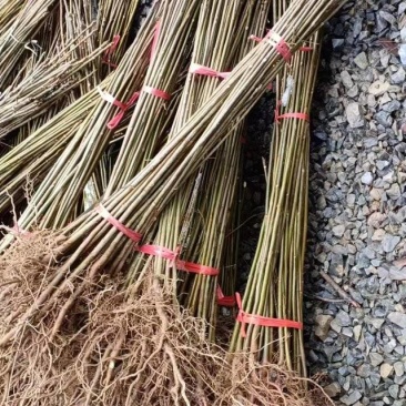 （精品）香椿苗红香椿大量上货可视频看货欢迎订购