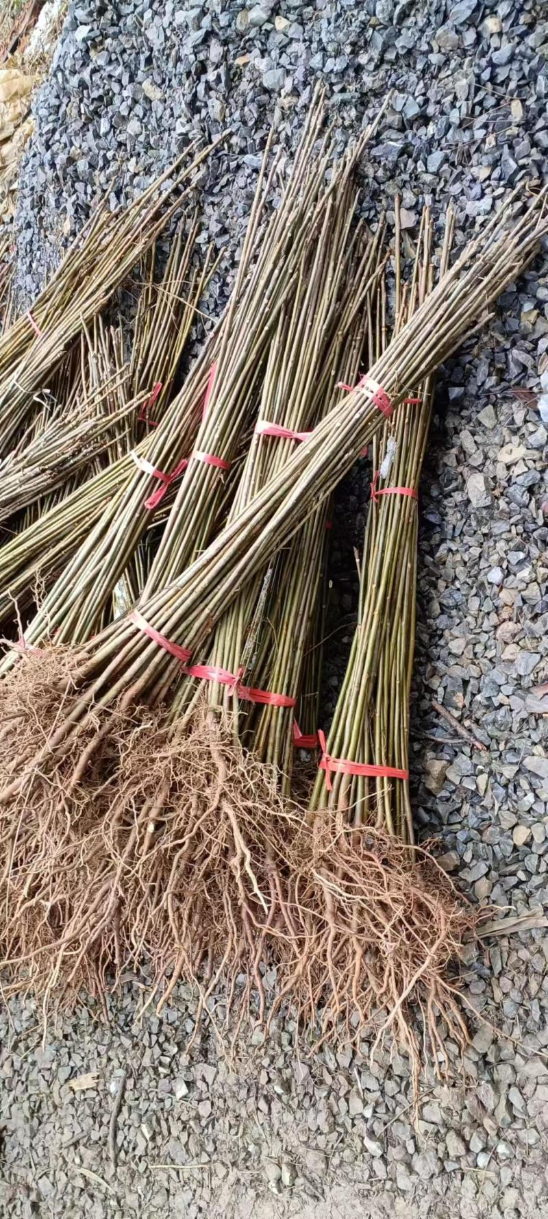 （精品）香椿苗红香椿大量上货可视频看货欢迎订购