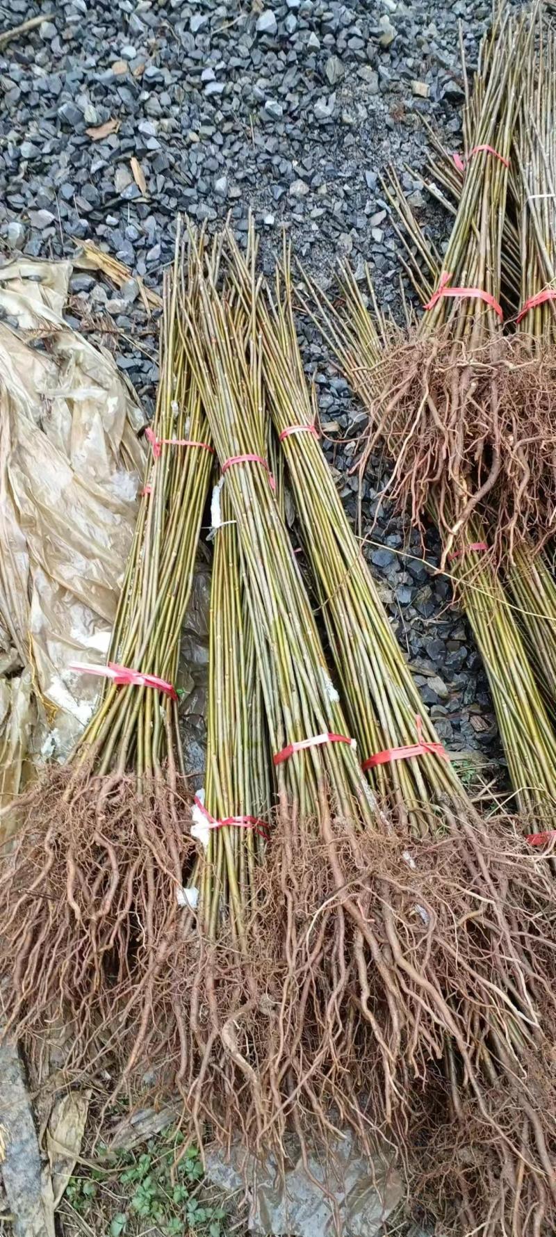 （精品）香椿苗红香椿大量上货可视频看货欢迎订购