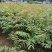 （精品）香椿苗红香椿大量上货可视频看货欢迎订购
