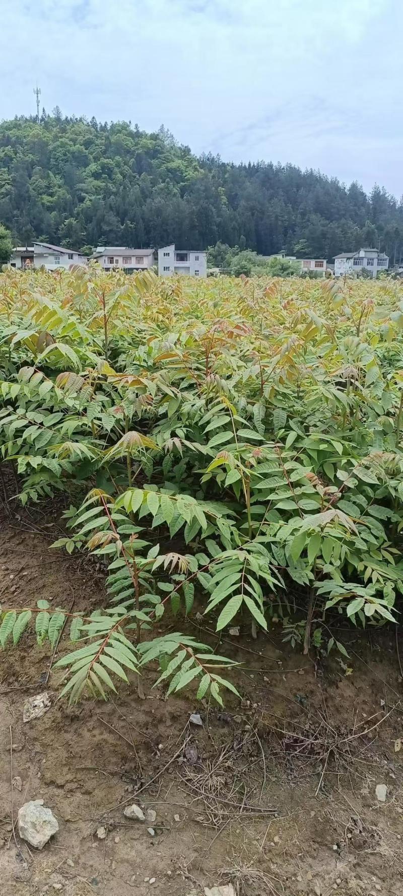 （精品）香椿苗红香椿大量上货可视频看货欢迎订购