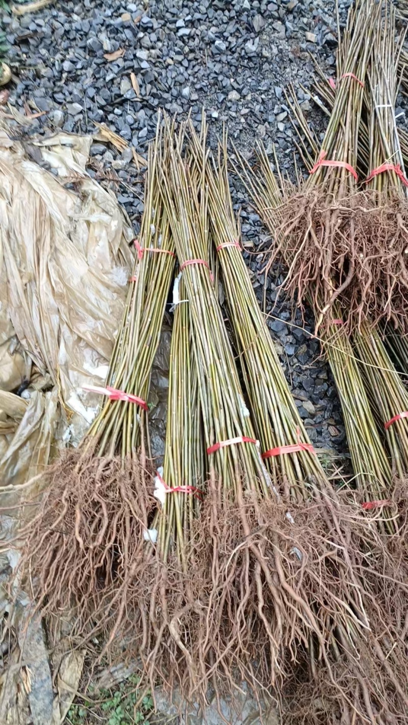 （精品）香椿苗红香椿大量上货可视频看货欢迎订购