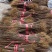 黄柏苗厚皮黄柏川黄柏基地直发货源充足