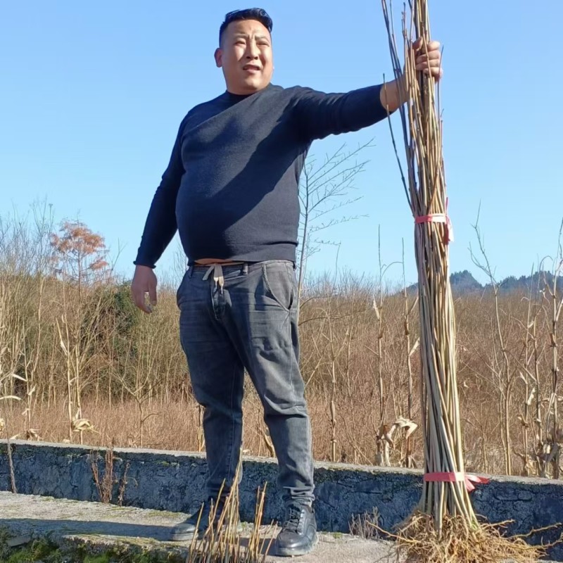 黄柏苗厚皮黄柏川黄柏基地直发货源充足
