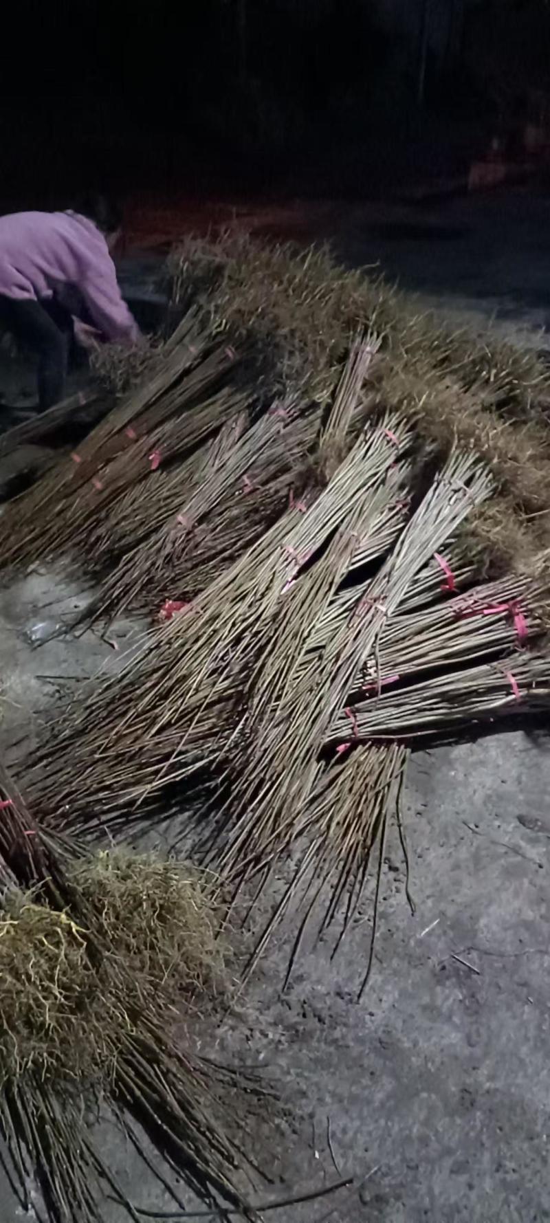 黄柏苗厚皮黄柏川黄柏基地直发货源充足