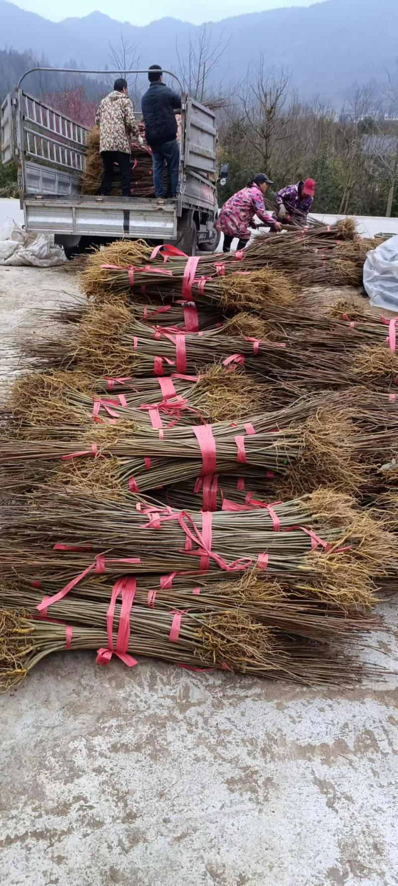 黄柏苗厚皮黄柏川黄柏基地直发货源充足