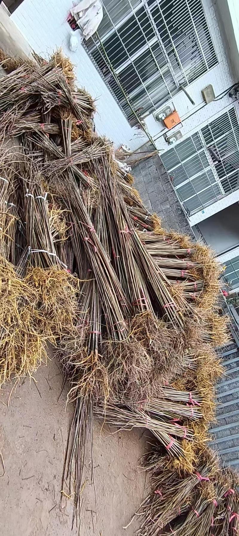 黄柏苗厚皮黄柏川黄柏基地直发货源充足
