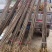 黄柏苗厚皮黄柏川黄柏基地直发货源充足