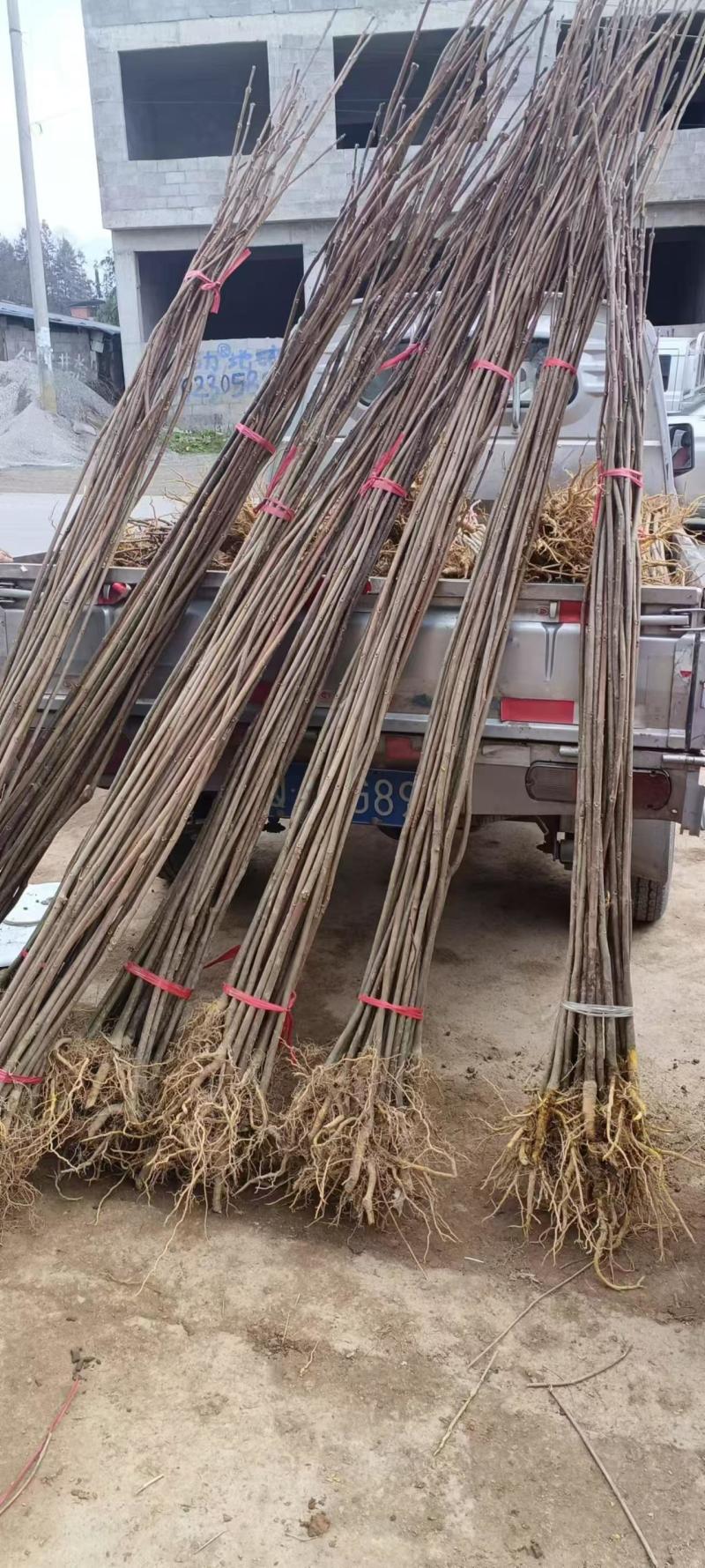 黄柏苗厚皮黄柏川黄柏基地直发货源充足