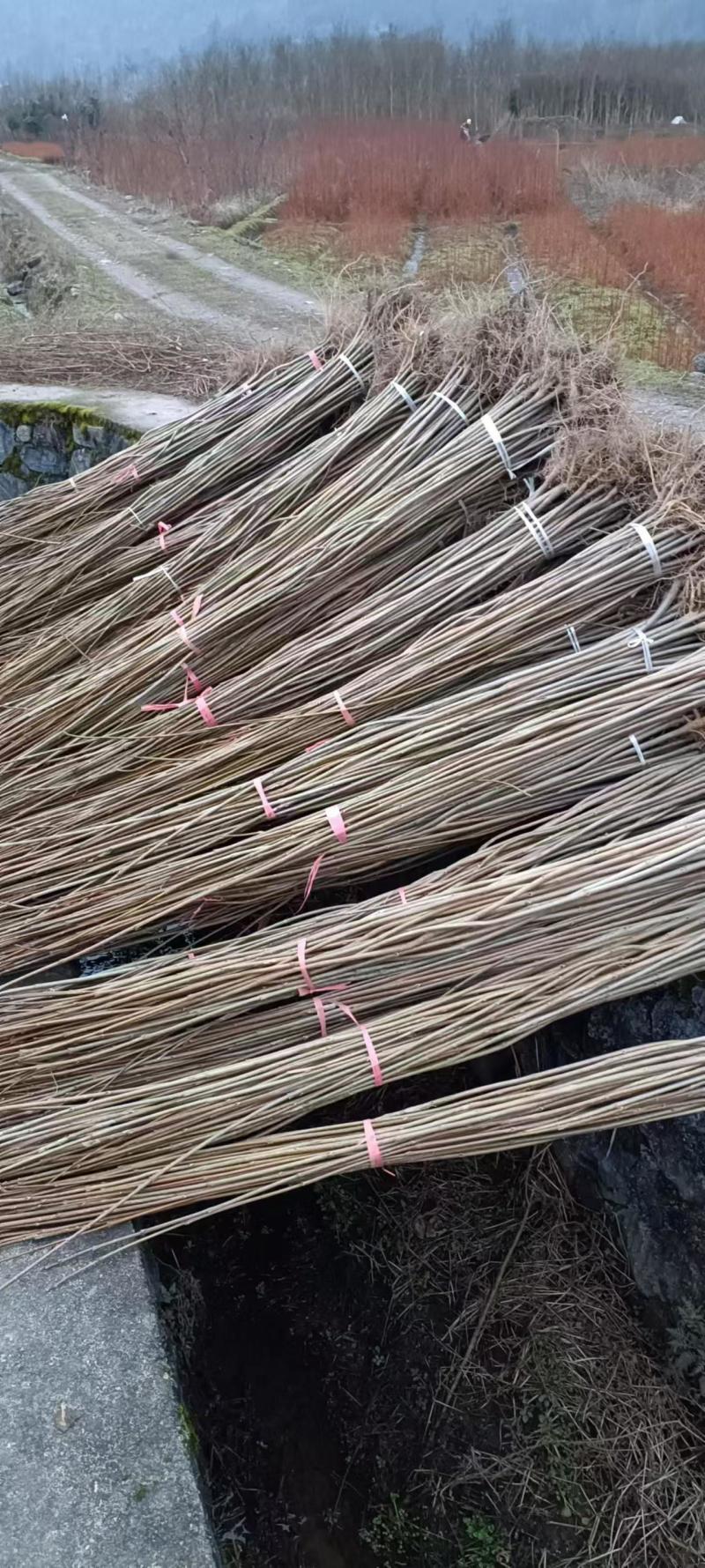 黄柏苗厚皮黄柏川黄柏基地直发货源充足