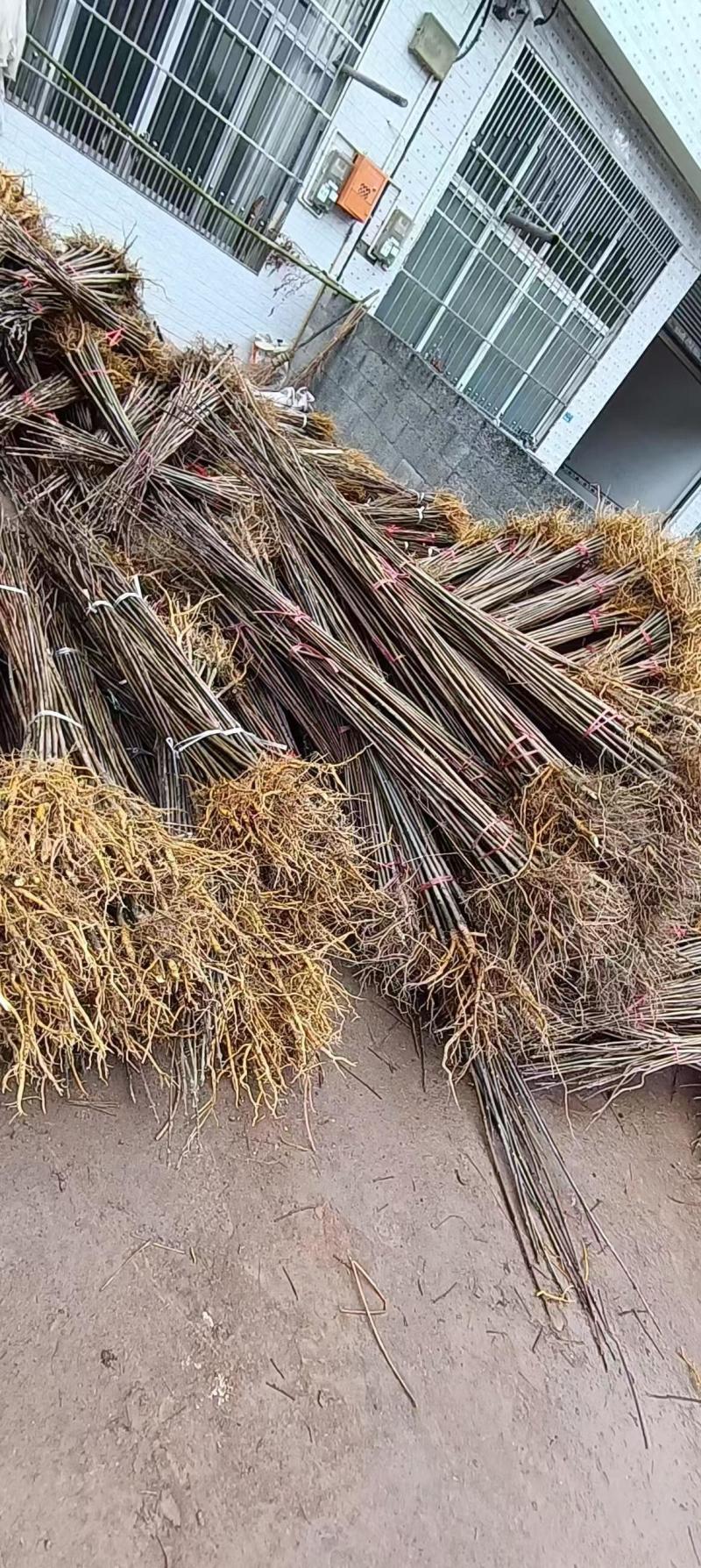 黄柏苗厚皮黄柏川黄柏基地直发货源充足