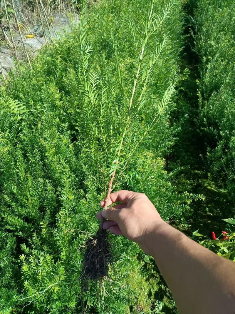 南方红豆杉红豆杉红豆杉苗
