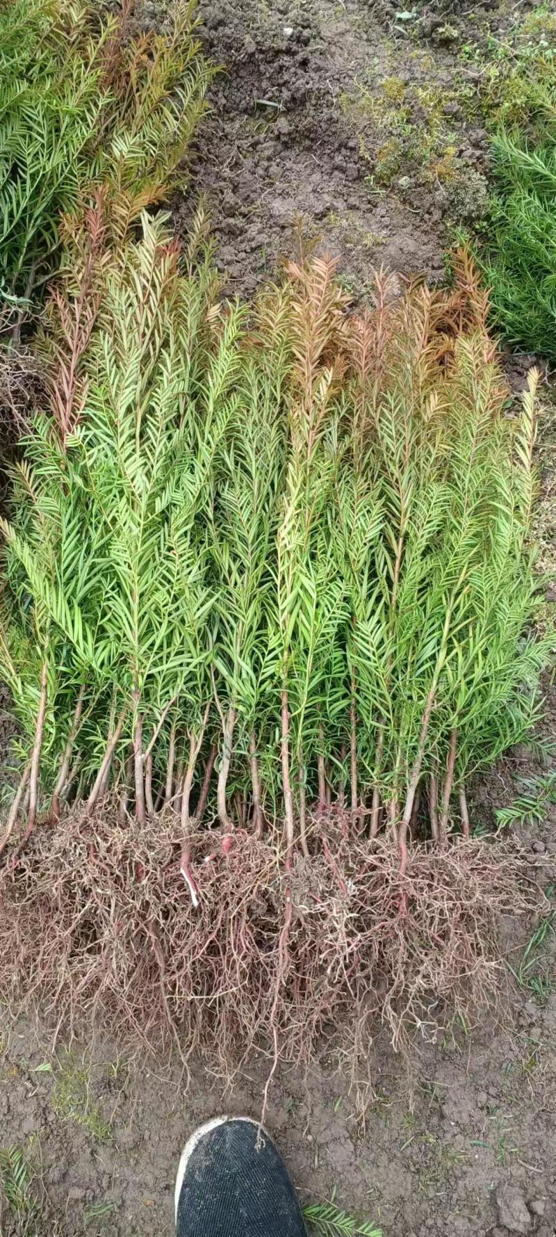 南方红豆杉红豆杉红豆杉苗