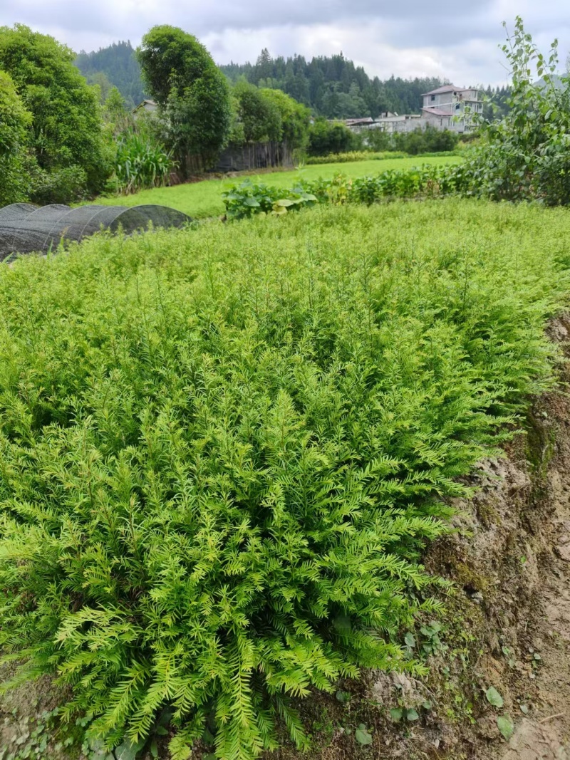 南方红豆杉红豆杉红豆杉苗
