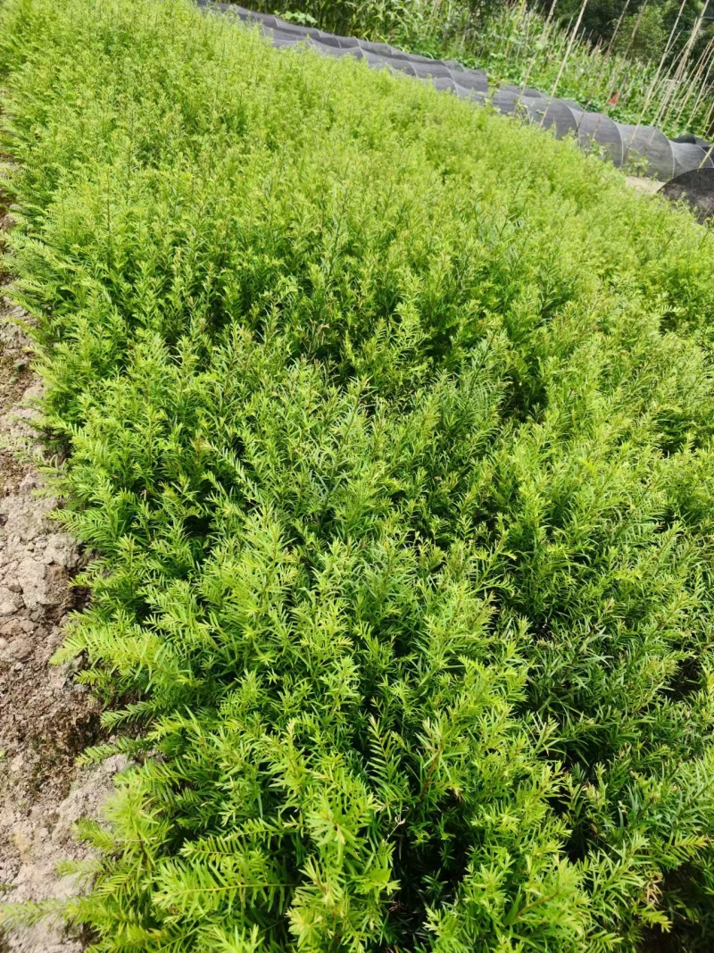 南方红豆杉红豆杉红豆杉苗