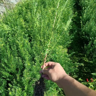 南方红豆杉红豆杉红豆杉苗