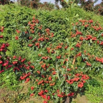 山东甜红子山楂成熟上市，种植基地直发，视频看货对接全国