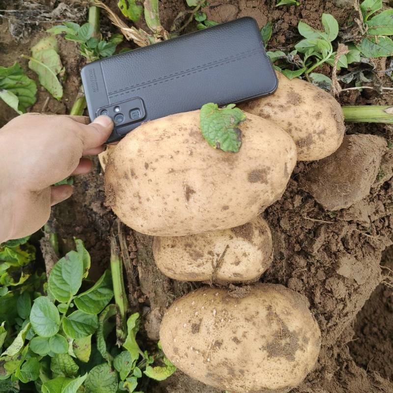 代收坝上土豆品质量好价格低颜色好个头匀
