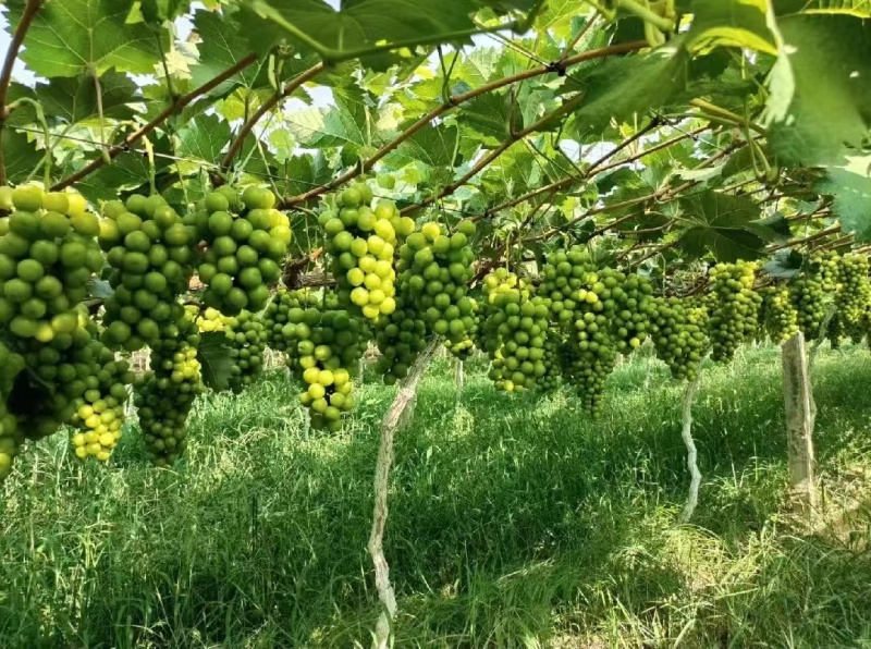 陕西万亩阳光玫瑰基地高糖度耐运输新鲜采摘价格优惠
