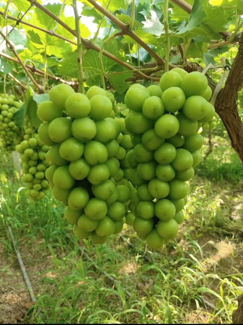陕西万亩阳光玫瑰基地高糖度耐运输新鲜采摘价格优惠
