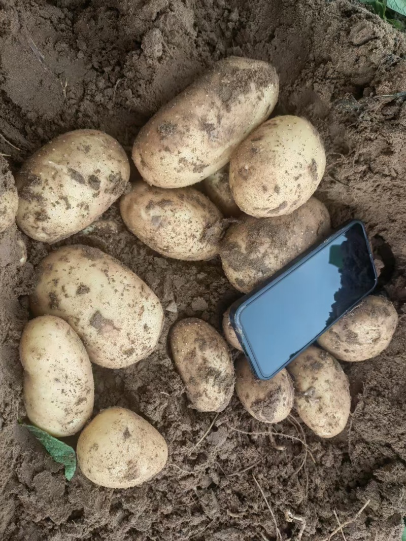 代收坝上土豆品质量好价格低颜色好个头匀