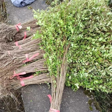 （推荐）紫薇基地直发货源充足紫薇苗红花紫薇