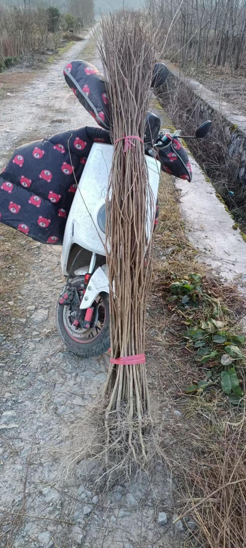 （推荐）紫薇基地直发货源充足紫薇苗红花紫薇
