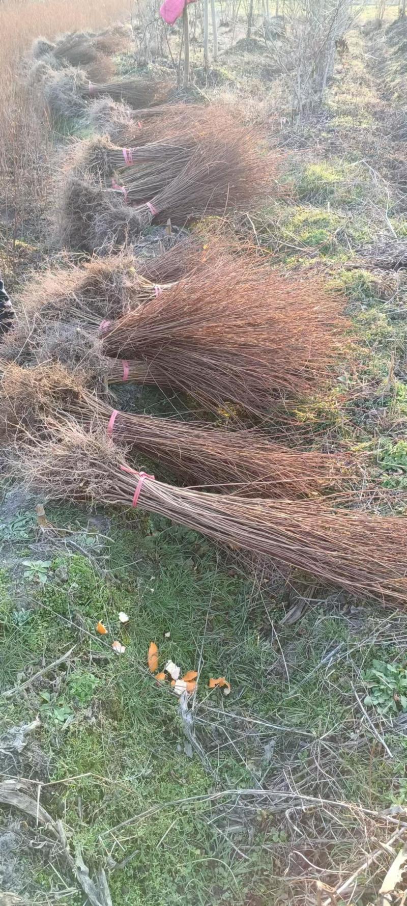 （推荐）紫薇基地直发货源充足紫薇苗红花紫薇