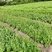 （推荐）紫薇基地直发货源充足紫薇苗红花紫薇