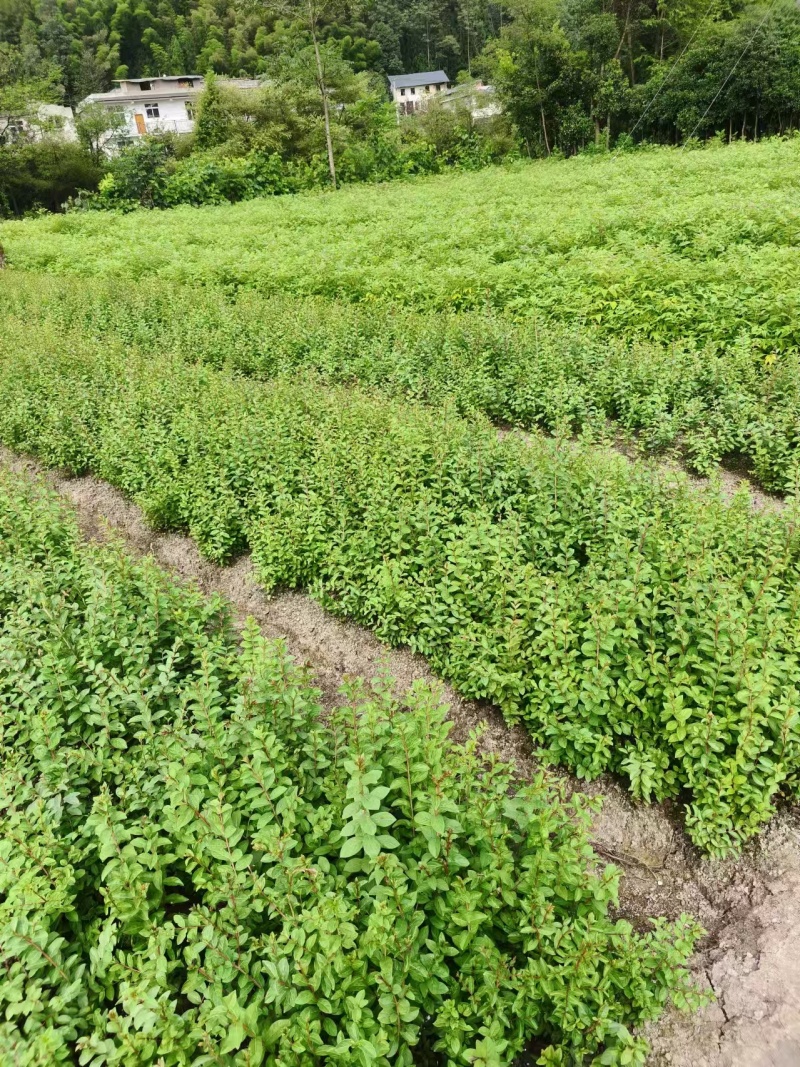 （推荐）紫薇基地直发货源充足紫薇苗红花紫薇