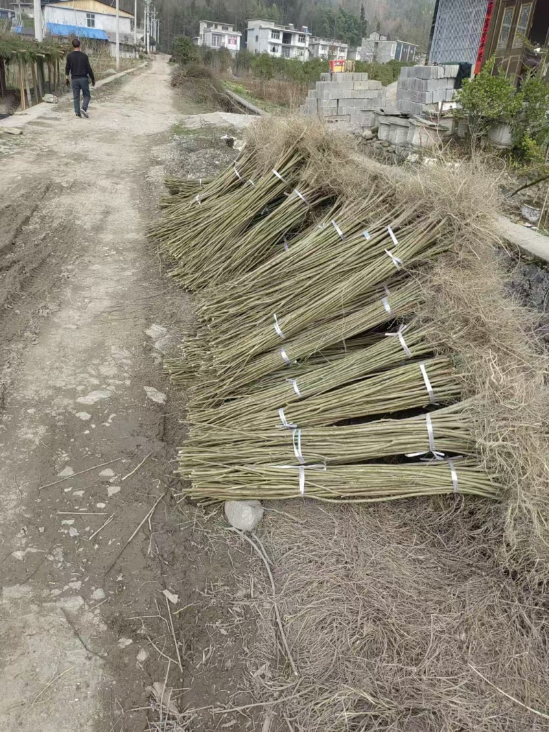 （推荐）紫薇基地直发货源充足紫薇苗红花紫薇