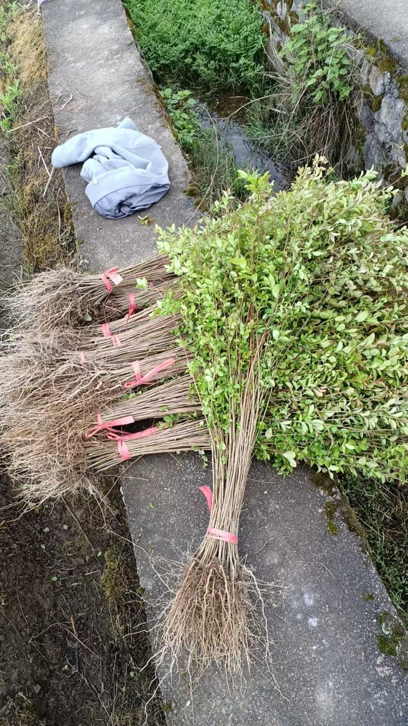 （推荐）紫薇基地直发货源充足紫薇苗红花紫薇