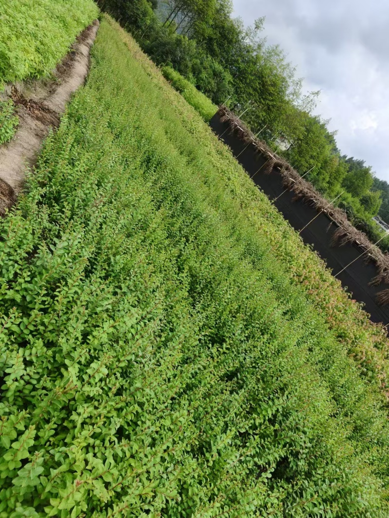 （推荐）紫薇基地直发货源充足紫薇苗红花紫薇