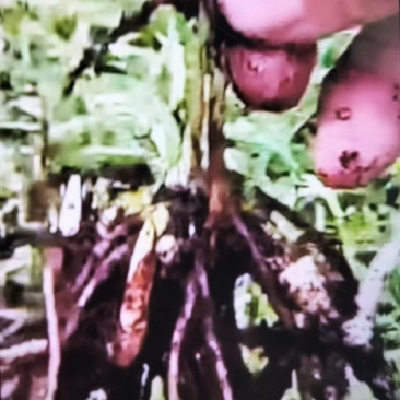 紫花中宽叶白芨种苗，技术指导，跟踪指导服务，成活率高