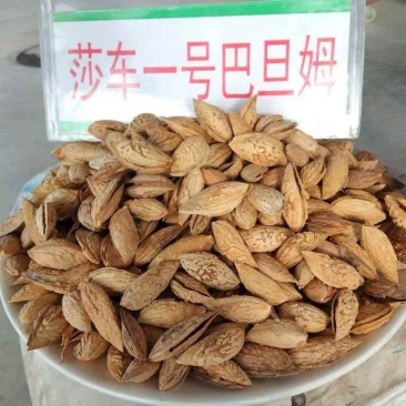 新疆莎车县一号纸皮巴旦木