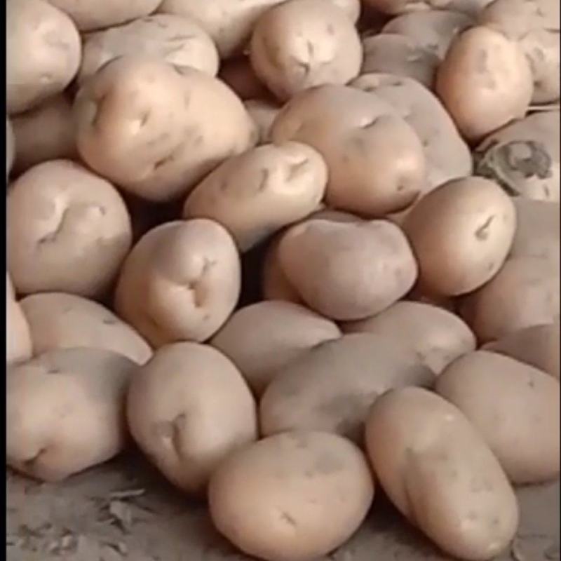 种植大户出售土豆，不是商家