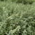 【蔓荆子苗】江西原产地直供常年有货大小规格齐全成活率高根粗壮