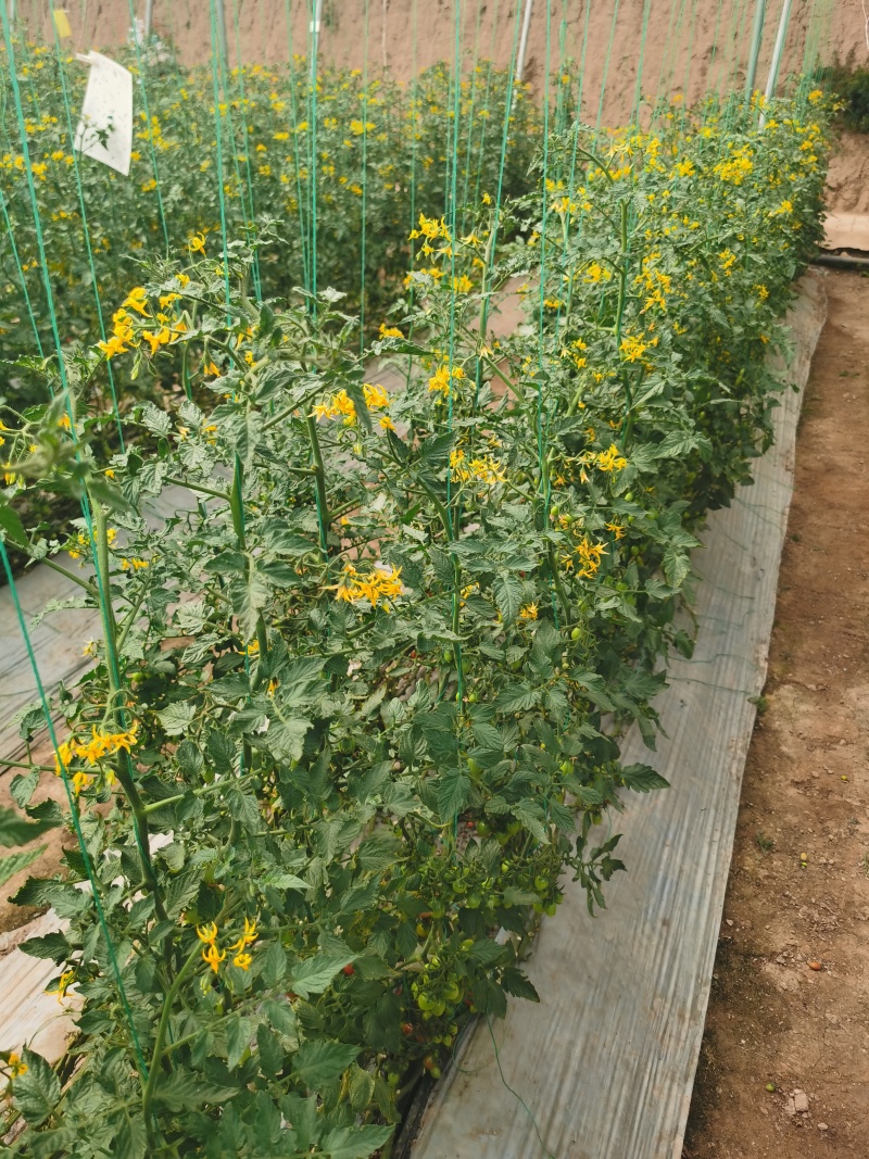 甘肃釜山88小番茄电商市场商超货源充足稳定