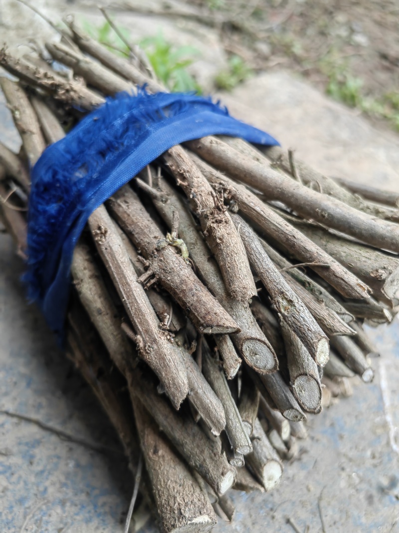 【蔓荆子苗】江西原产地直供常年有货大小规格齐全成活率高根粗壮