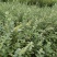 【蔓荆子苗】江西原产地直供常年有货大小规格齐全成活率高根粗壮