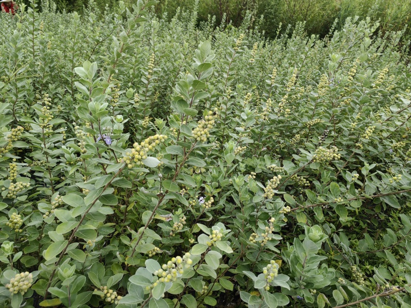 【蔓荆子苗】江西原产地直供常年有货大小规格齐全成活率高根粗壮