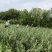 【蔓荆子苗】江西原产地直供常年有货大小规格齐全成活率高根粗壮
